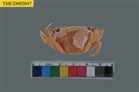 藏品(底棲短槳蟹)的圖片